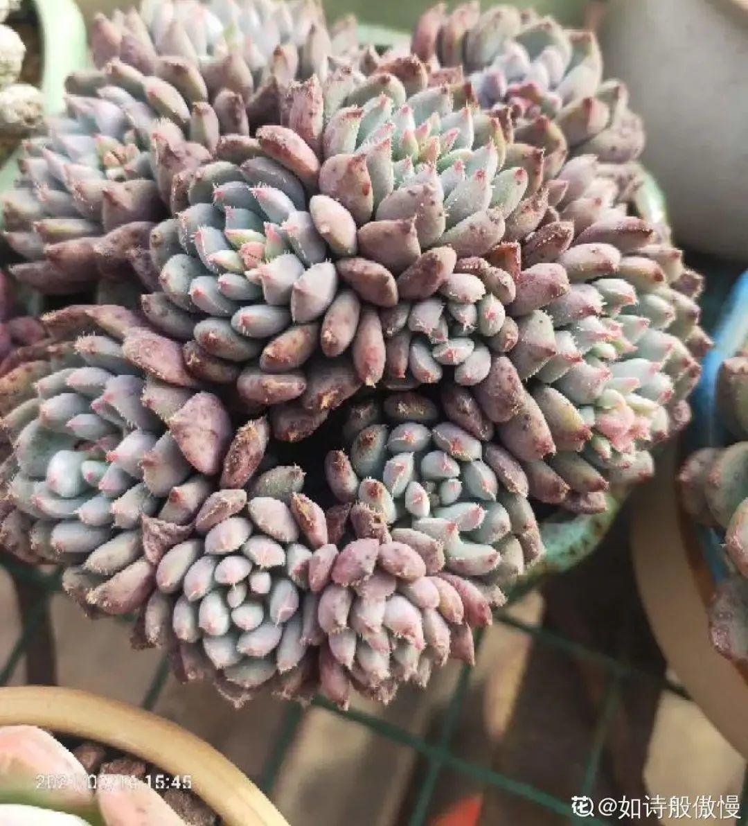 虐着养的花，剪成秃子，半月不浇水，呼呼开花