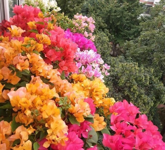 春季扦插三角梅,“随便”剪点枝,白糖当生根粉,沾土就生根