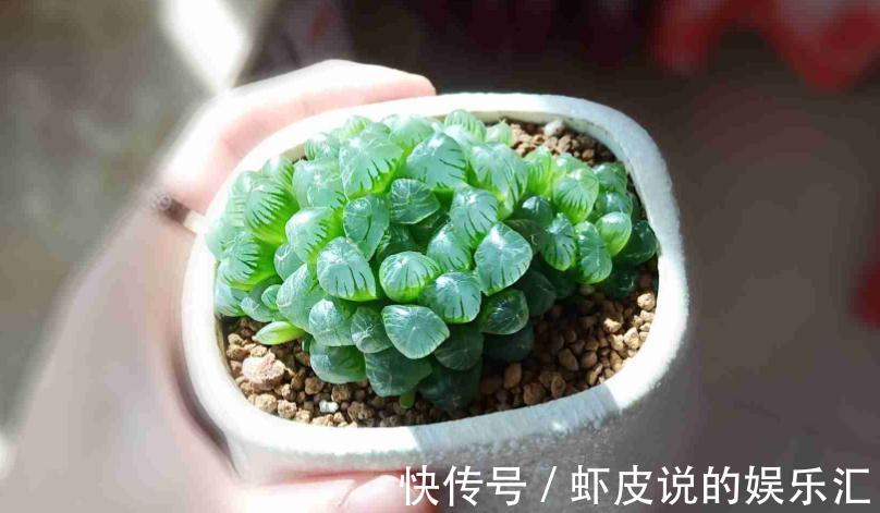 该怎么帮助“新买”的多肉服盆?10年经验的花友:搞定3点“OK”