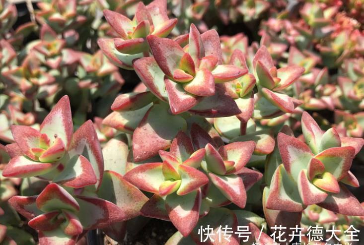 多肉自由女神——秋天入手冬天就美了,上色之后实物比照片还好看