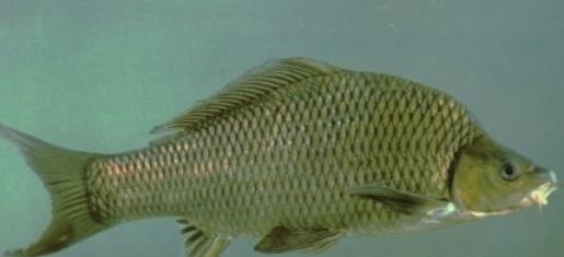 这种鱼种肉质鲜嫩,营养价值与600元一斤的价格配得上!