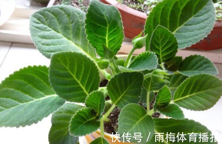 现在赶紧扦插“5种花”,摘颗叶子“插”土里就活,10天就生根!