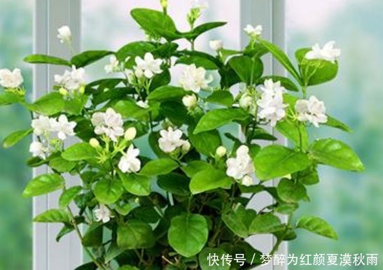 4种花需要“懒养”,越“勤快”死得越快,不管反而长得旺