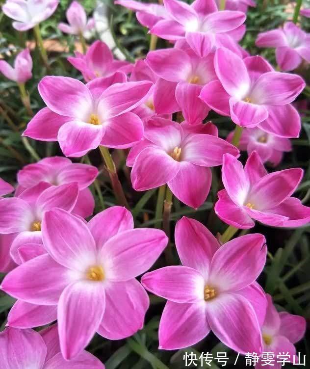 养花就养5种花,好养易活花量大,空气清香去异味,漂亮好养