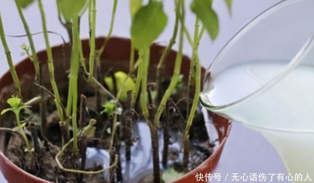 给花浇水时,这3点习惯不能有,不然土壤结块,花儿烂根