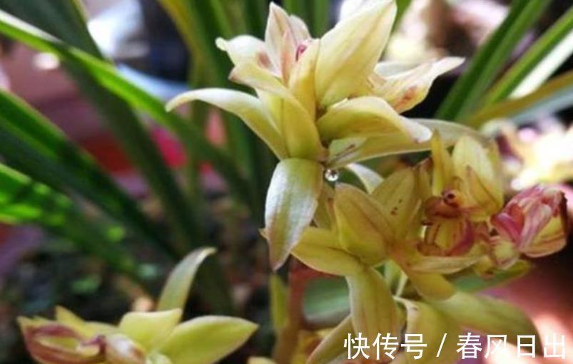 秋天养兰花，教你几个小技巧，快速服盆生根快，长出许多新芽