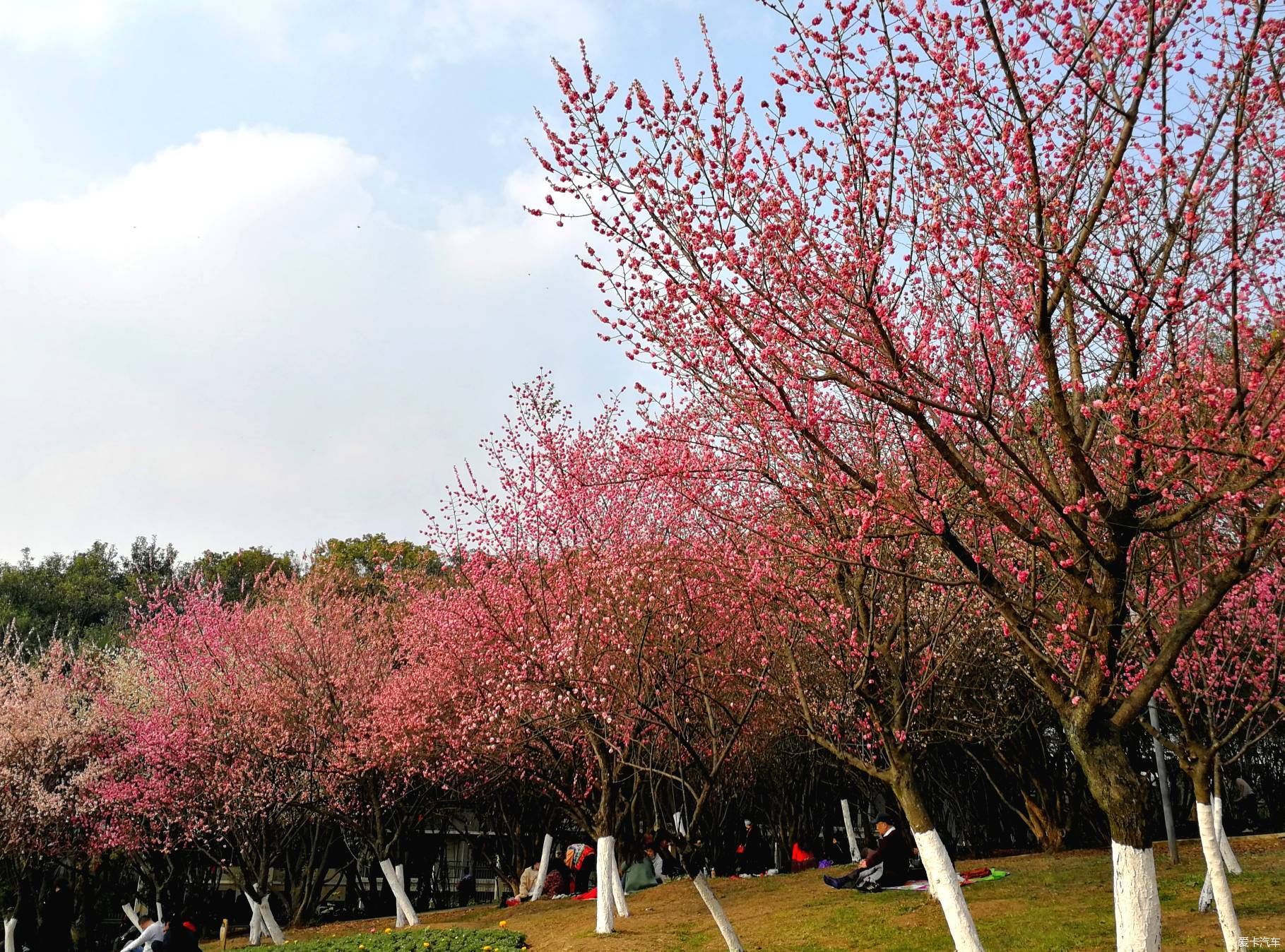 中年|大年初一的成都植物园