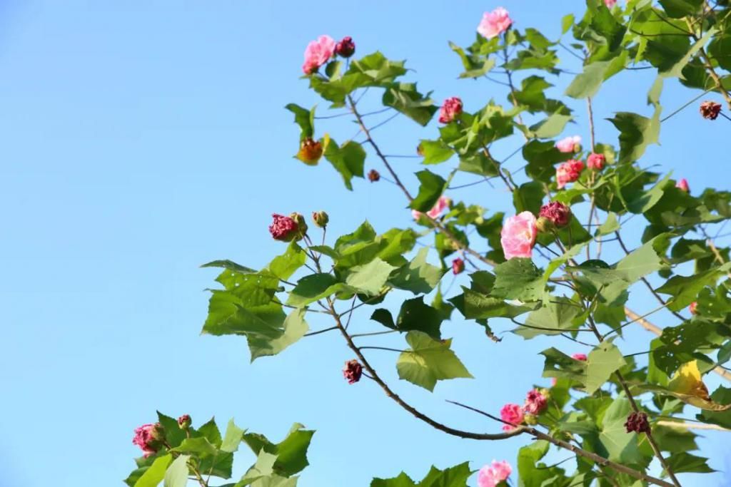 千里光|野趣一日，发现桃花岭的22种秋天