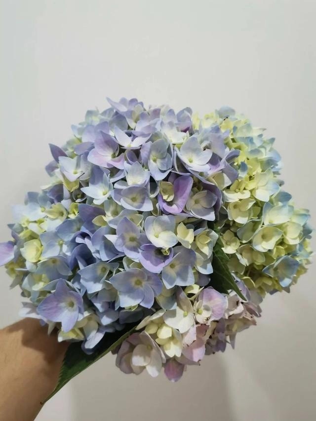 圆滚滚的绣球，瀑布般的花墙，这届花友也太会种花了吧