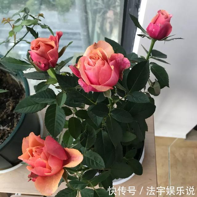 养花|淘米水啤酒水,真不如这种水,养花一绝,浇一盆旺一盆