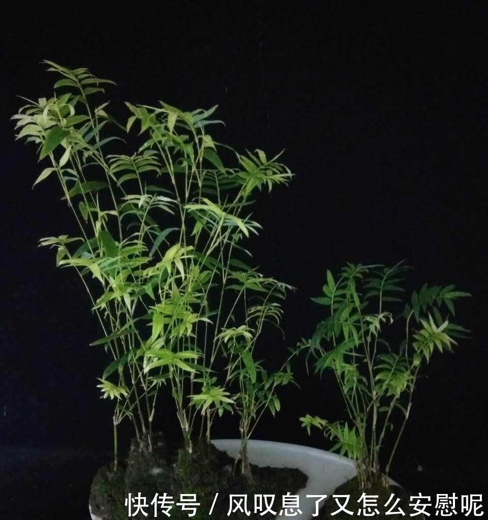 没有院子养不了竹子错，这种竹子养在桌上，比花还好看
