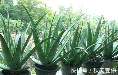 室内养芦荟,满足它2个“爱好”,叶片肥厚,新芽冒不停,挤爆盆