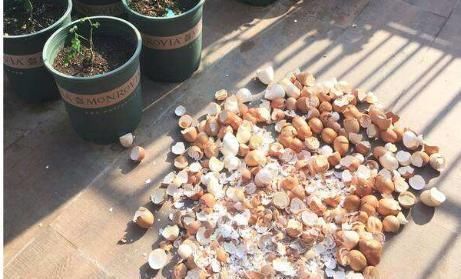 这2样东西,丢了是垃圾,养花却是宝贝,家家户户都有