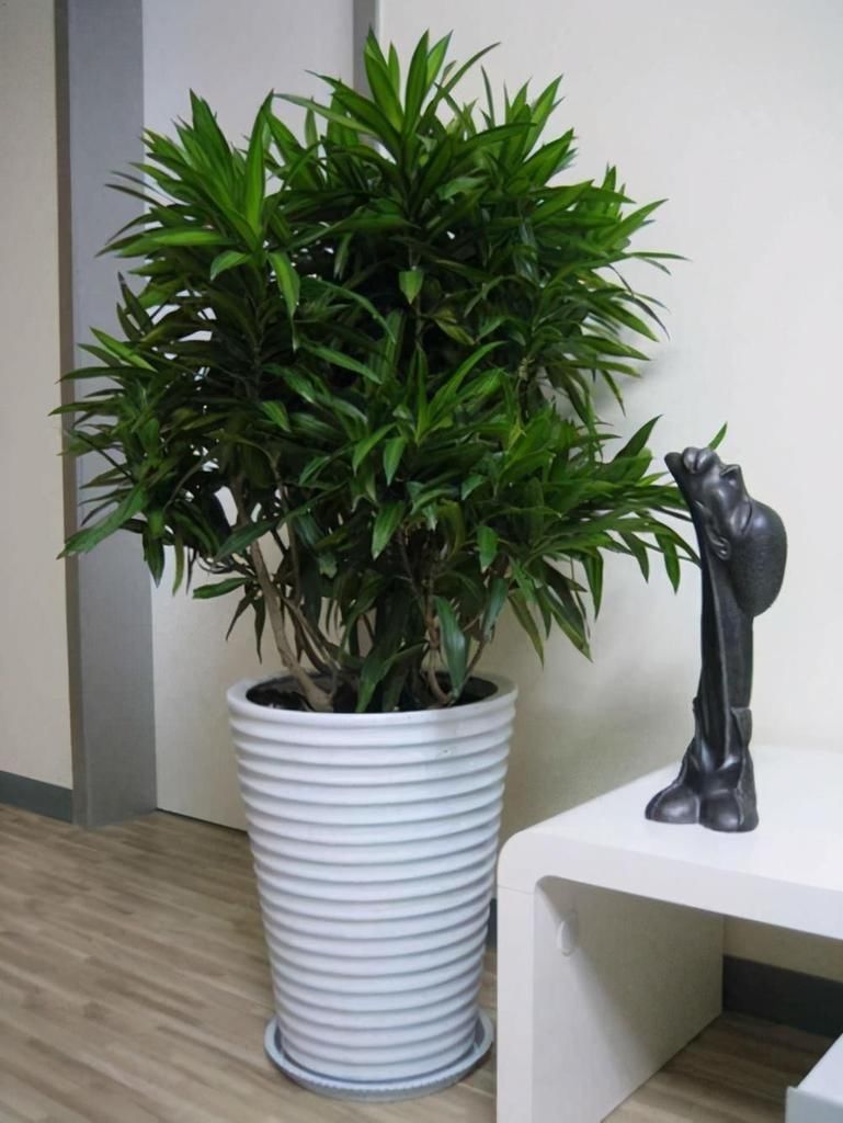 百合竹|这5种“客厅小森林”的绿植,好看又有森林感,家里满满in风