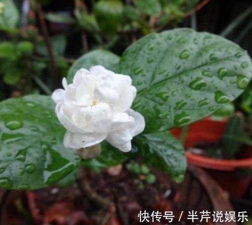 茉莉|邻居养了一株笔尖茉莉，香味蹿进了左邻右舍，太好闻了！