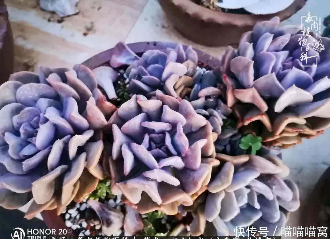 多肉|你是爱,是暖,是希望,你是人间四月天!