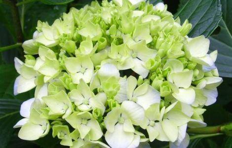 庭院|8月7日-8月22日,庭院选这几款花,花朵小巧玲珑,四季有花开