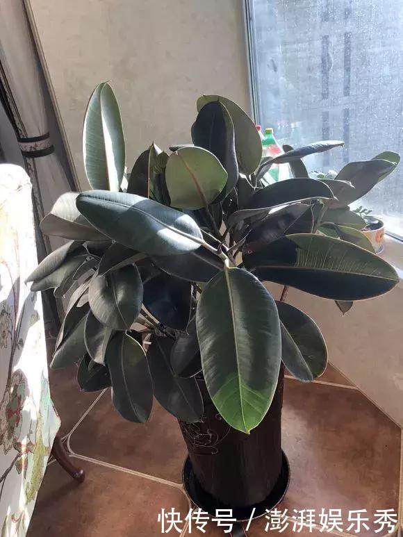 绿萝是个老“酒鬼”,平时一小勺,哗哗长刹不住车!