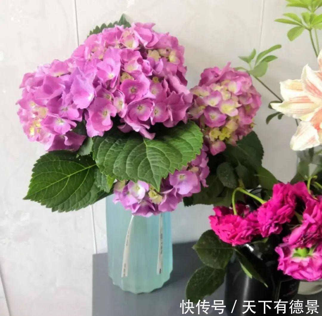 天晴|5种花最怕下雨，淋雨叶子长斑点，赶紧搬进屋