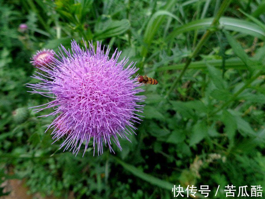 药王|7种带刺的野草个个是药王，化痰止咳、消肿解毒，但要注意第5种