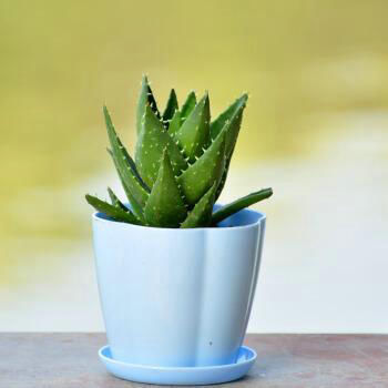 芦荟1盆变多盆,只需学会这招!