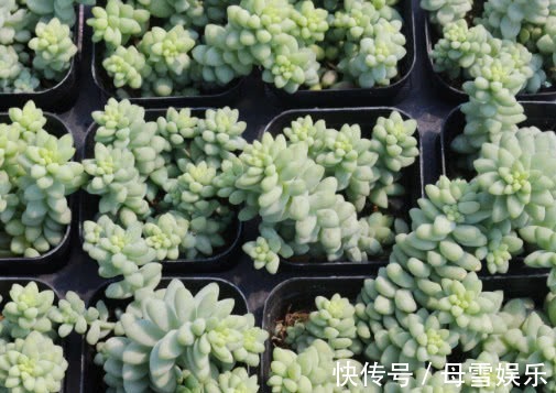 施肥|多肉新玉缀徒长怎么办教你3个小方法,完美解决徒长问题