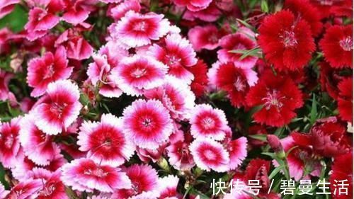 四种花适合放在客厅，长势好、花色艳，雍容华贵，养护简单！