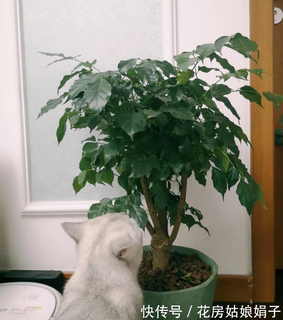 橡皮树|8种观叶植物，耐阴耐旱好养活，30天不晒太阳不浇水，活的很好