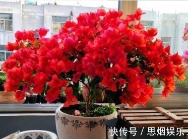 长寿花|王大姐就养“2种花”,入冬就开成“花海”,街坊邻居都说美!