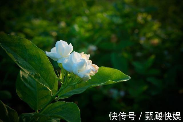 茉莉花能开150天，学会2个“技巧”，你也能做到！