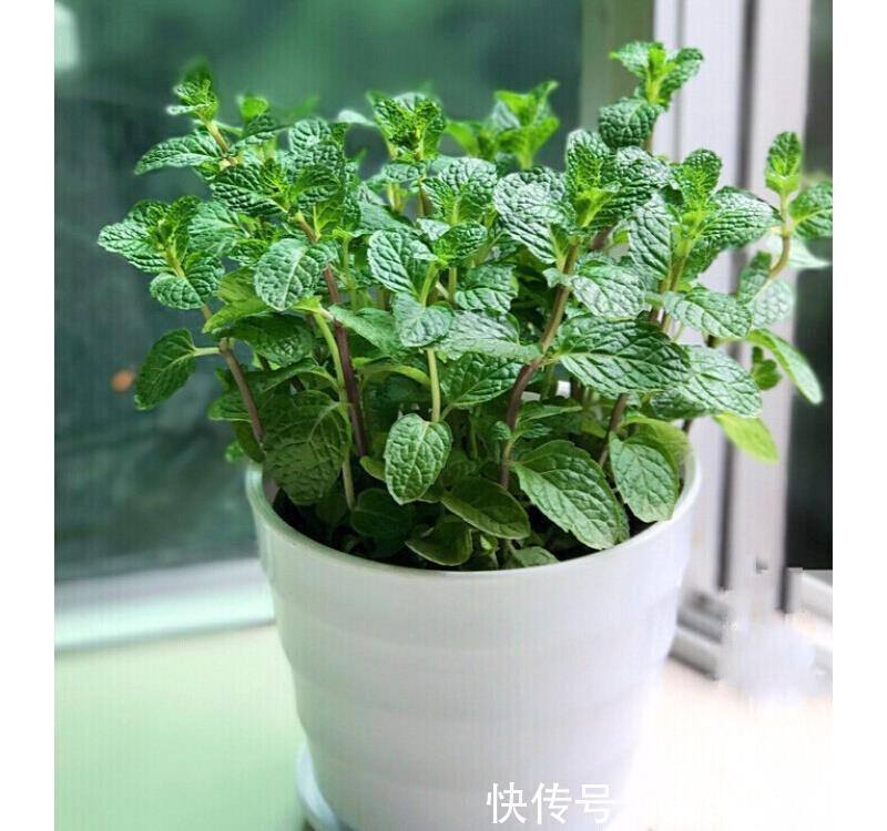 名花|6种“健康”花，寓意好又吉利，家里多养一盆，全家少生病