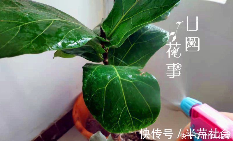 啤酒水|室内养花，喷上4种“水”，叶子油亮不发黄，冬天也生机勃勃