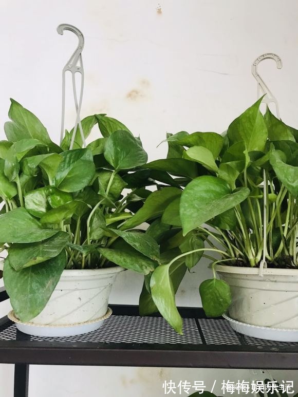 朋友说|俗话说,一棵绿萝七个鬼,位置要摆“对”,这4个地方可以参考