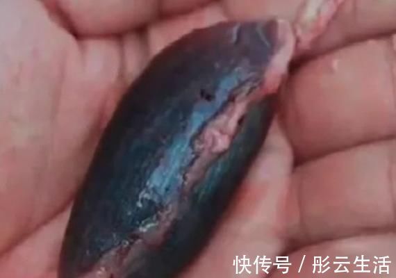明目|宝宝多吃鱼更聪明?鱼的这3个部位又脏又含汞,一口都不能给娃吃