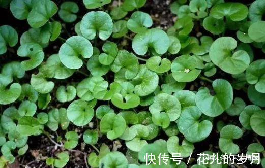 野草|农村最“珍贵”的野草,被苗族人民奉为“神草”,是种不错的中药