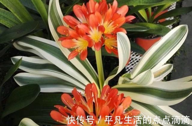 君子兰|这种“大补肥”,君子兰最爱吃了,半个月用1次,新芽抽不停