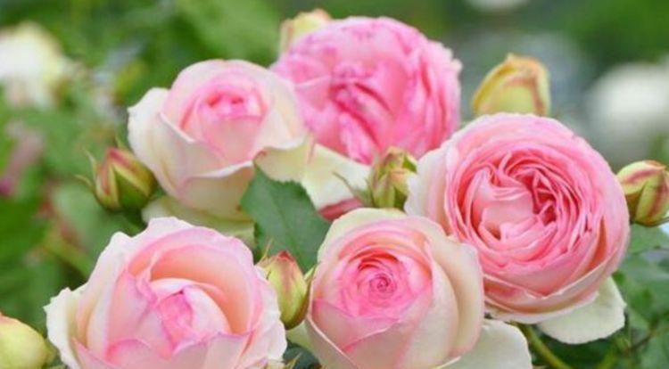 牡丹|谁见了都喜欢的“4种花”,比牡丹还漂亮,开花多,养家里太棒了