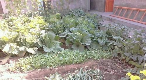 我一个人|晒晒我的农村婚房,院子种菜,卧室没床,但比住大别墅还舒服!