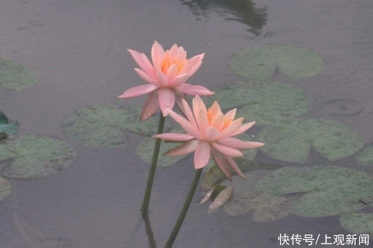 荷花|“四蒂睡莲”长什么样?一起来花博园看荷花、莲花群芳争艳