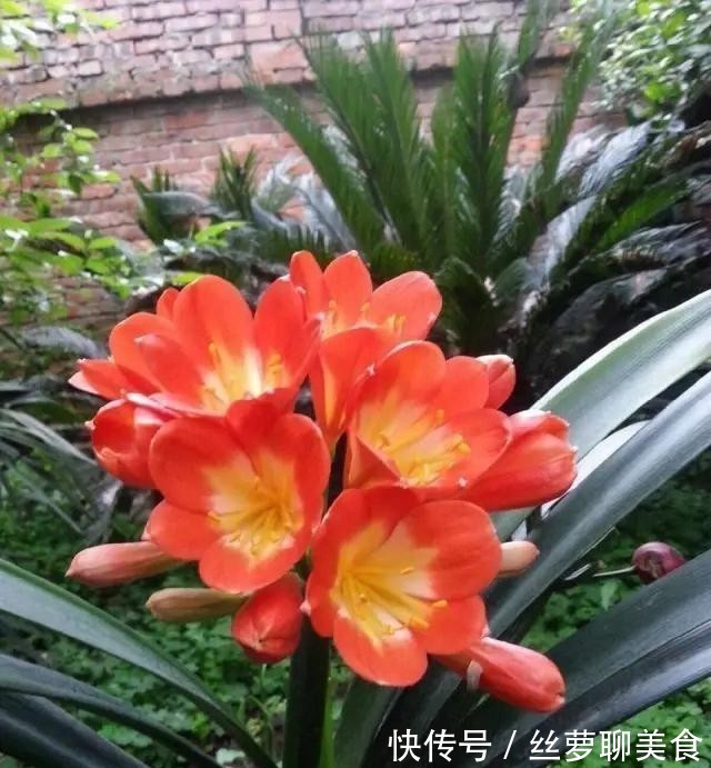 4年都不开花的君子兰，没花一分钱，我让它开花了