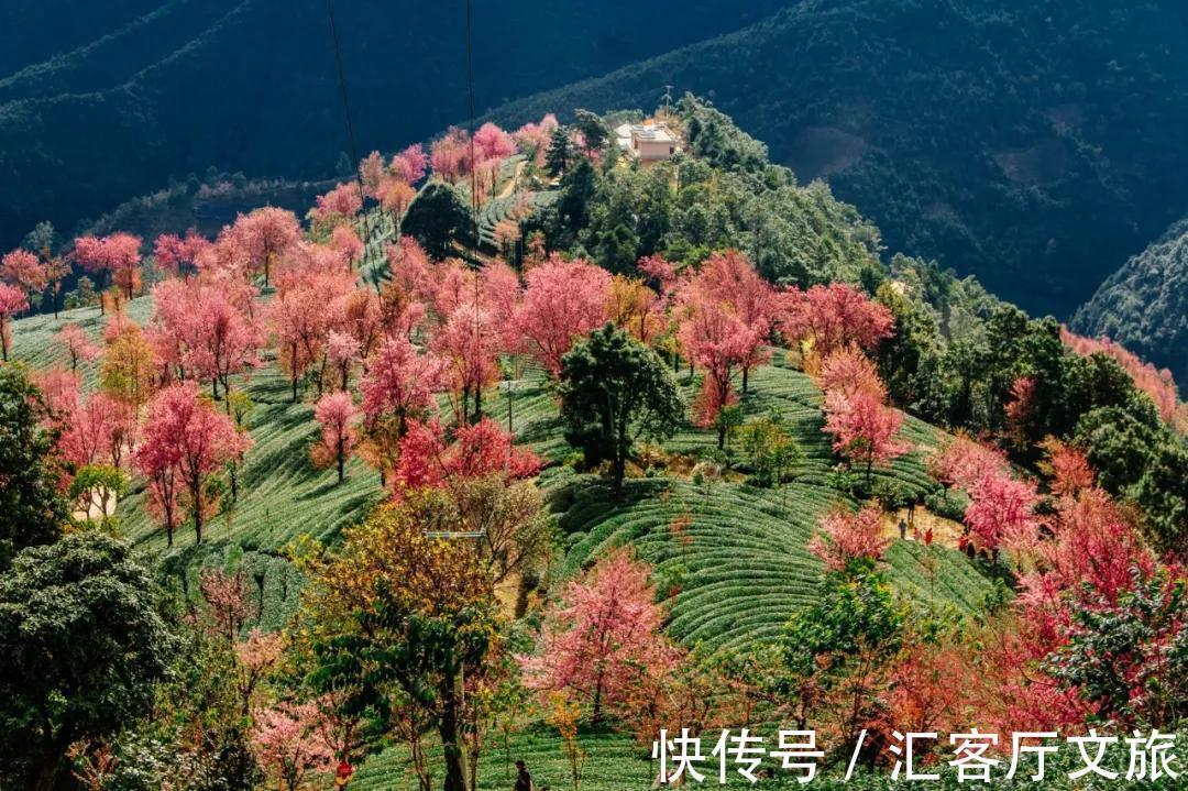 樱花|无量山，云南冬日里一场限定的浪漫！