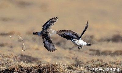飞行|新疆雪雀，高原鸟，孤独的飞行者！