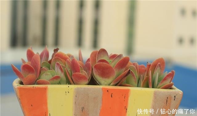 唐印，从菜到萌，从一到多！