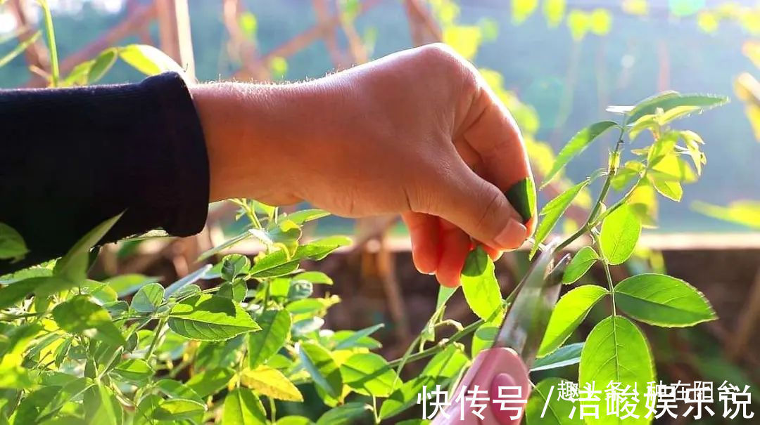 台友们|揭开月季、玫瑰与欧月身世之谜,选花多、貌美、香气浓的来栽种