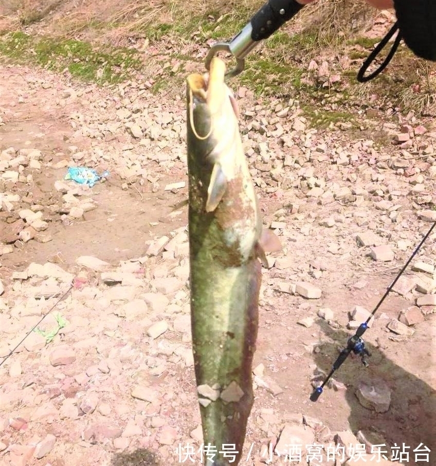 黄辣丁|钓这几种鱼不谈什么钓技,只要水里有鱼,一般人都会钓