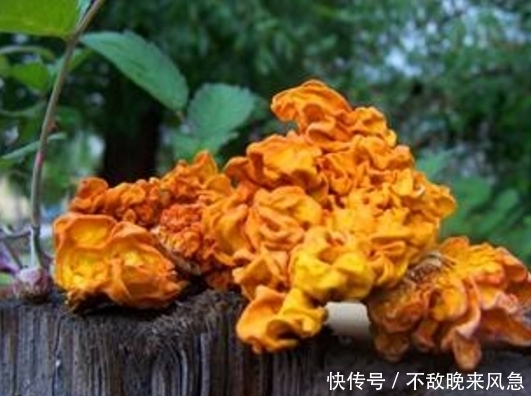 金耳|女人吃它,美容減肥,補氣血,增強免疫力,愛美的女人都要吃!