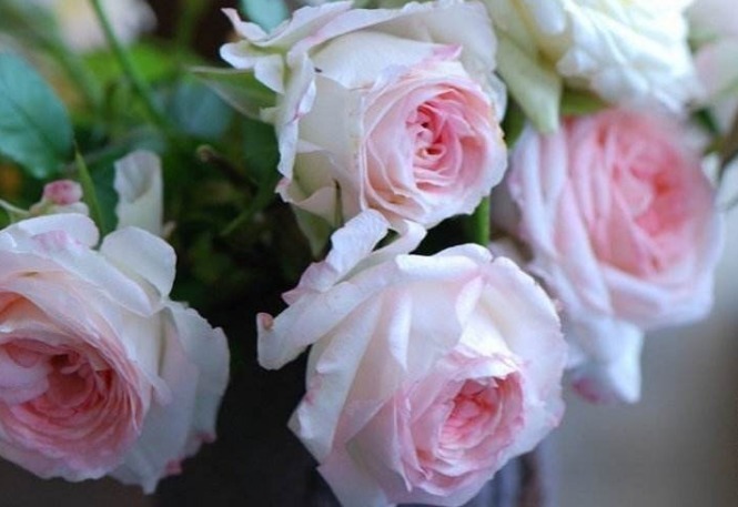 喜欢菊花，不如养盆“精品玫瑰”可爱多，开花丰满，高贵典雅