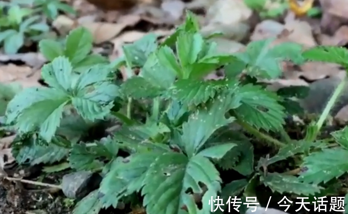 五爪草|在农村路旁的野草，有的人叫它“五爪草”，你知道它的价值吗？
