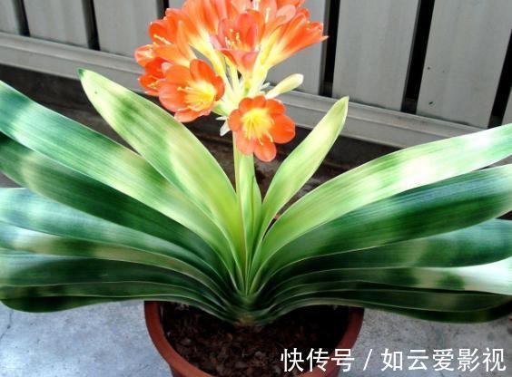 花友们|君子兰难养?花1分钟学会这3样东西的用法,爆盆不愁