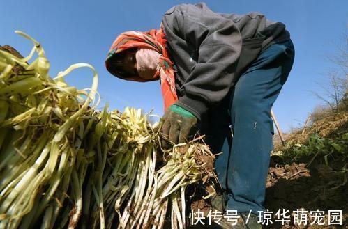 长得像蒜黄，市场十分火爆，一斤能卖20元，菜农：种起来很麻烦